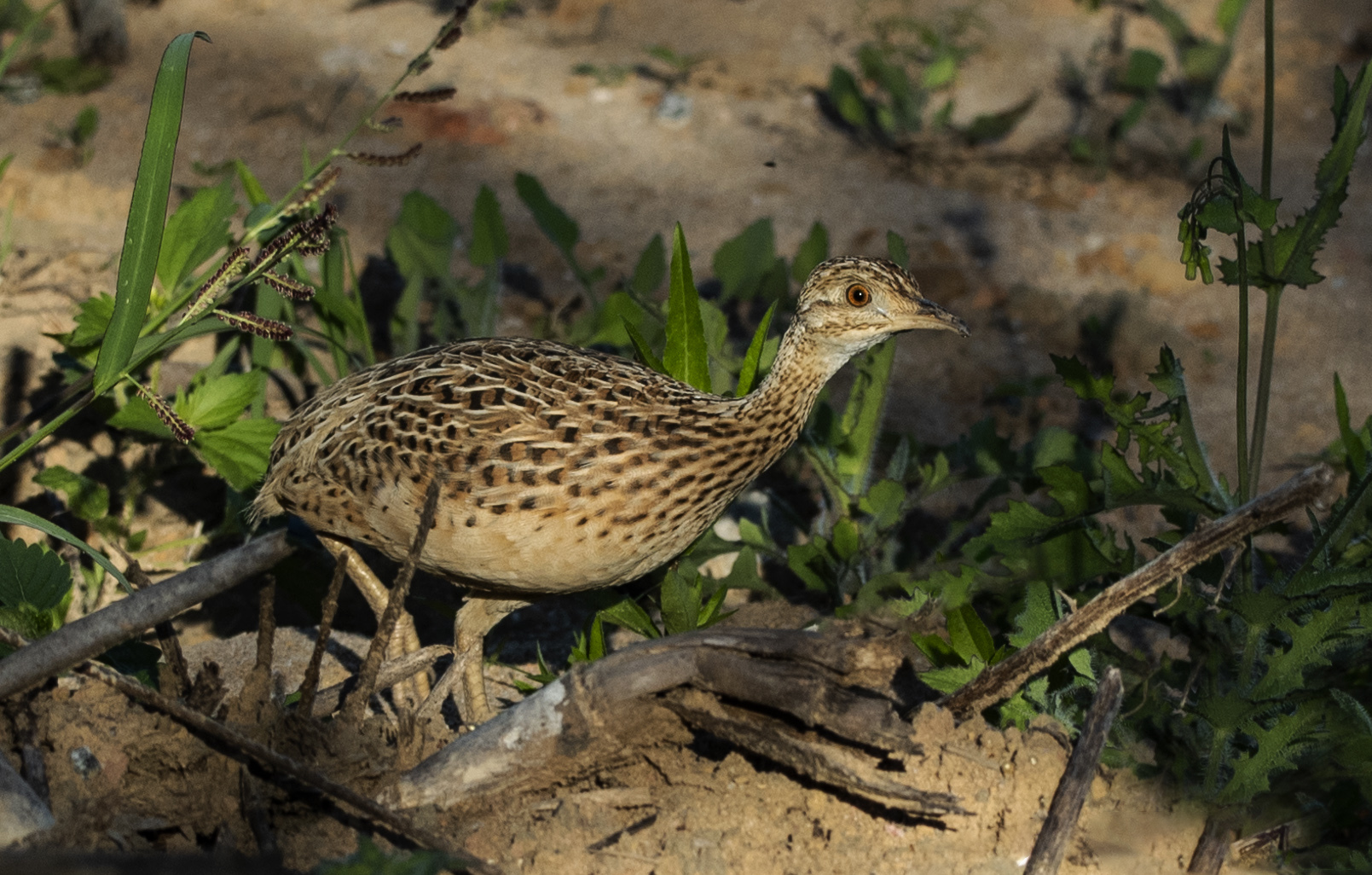 Spotted Nothura Nothura maculosa iNaturalist Australia