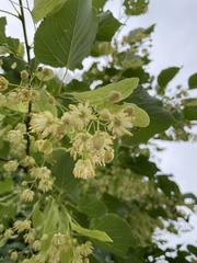 Tilia americana
