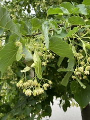 Tilia americana
