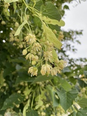 Tilia americana