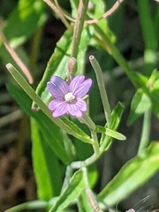 Epilobium ciliatum