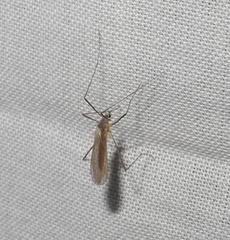 Cheilotrichia