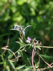 Epilobium ciliatum