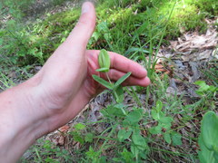 Hypericum crux-andreae