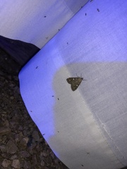 Udea olivalis