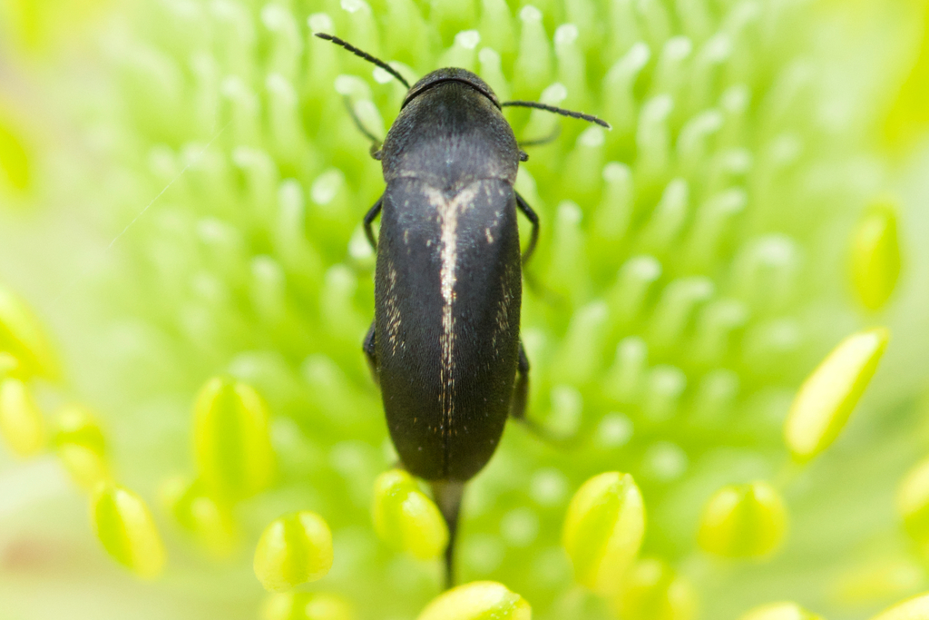 Mordellistena incommunis