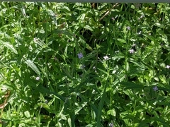 Epilobium ciliatum