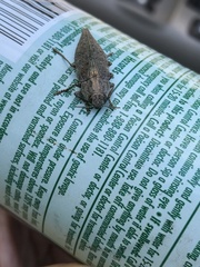 Dicerca tenebrica