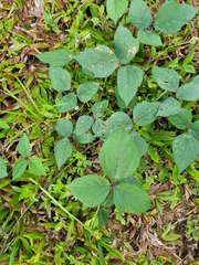 Magnoliopsida