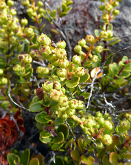Gaultheria colensoi