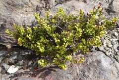 Gaultheria colensoi