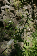 Erigeron annuus