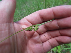 Carex complanata