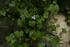 Cymbalaria muralis