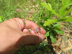 Polygala mariana