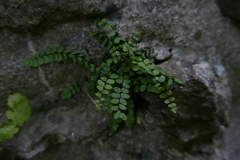 Asplenium trichomanes