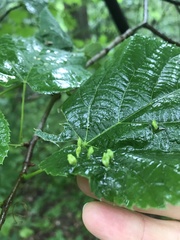 Phytoptus