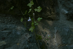 Cymbalaria muralis