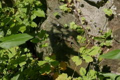 Podarcis muralis