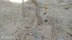 Psammophis schokari