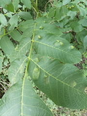 Aceria erinea