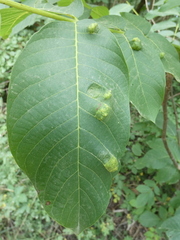 Aceria erinea