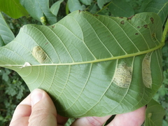 Aceria erinea