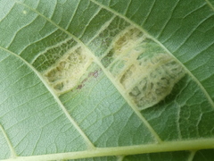 Aceria erinea