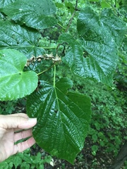 Phytoptus