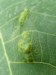 Aceria erinea