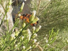 Chauliognathus profundus