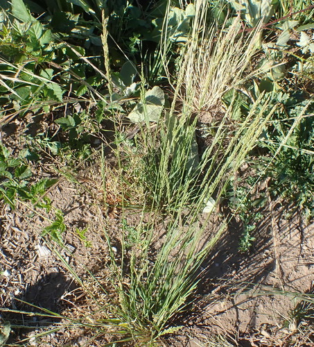 Image of Agrostis exarata by no rights reserved