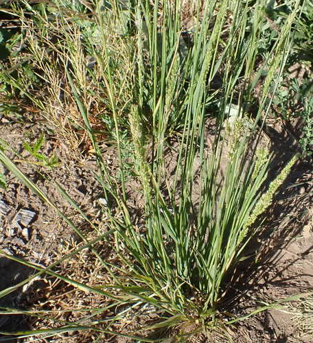 Image of Agrostis exarata by no rights reserved