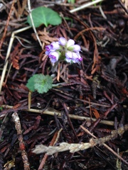 Veronica regina-nivalis