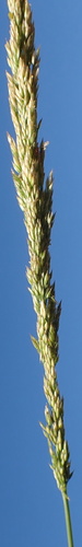 spike bentgrass (Agrostis exarata)