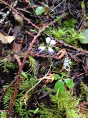 Veronica regina-nivalis