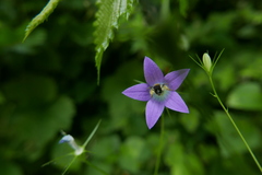 Anthophila