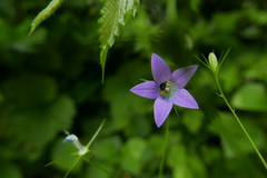 Anthophila