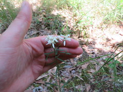 Sericocarpus linifolius