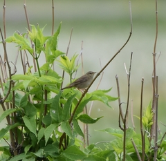 Helopsaltes ochotensis