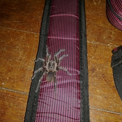 Acanthoscurria theraphosoides