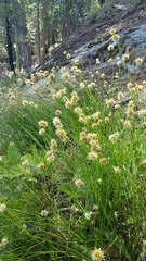 Juncus chlorocephalus