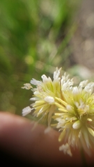 Juncus chlorocephalus