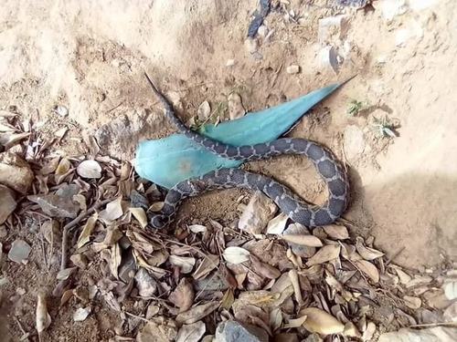 Moorish Viper