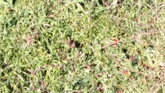 Euphydryas editha bayensis