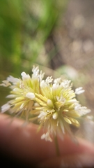Juncus chlorocephalus