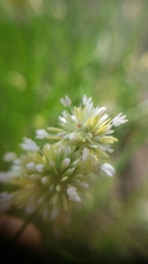 Juncus chlorocephalus