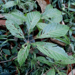 Ampelocissus polystachya