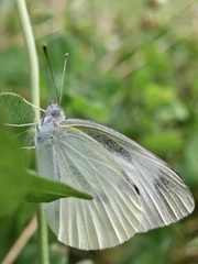 Pieris rapae