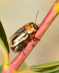 Pachybrachis bivittatus